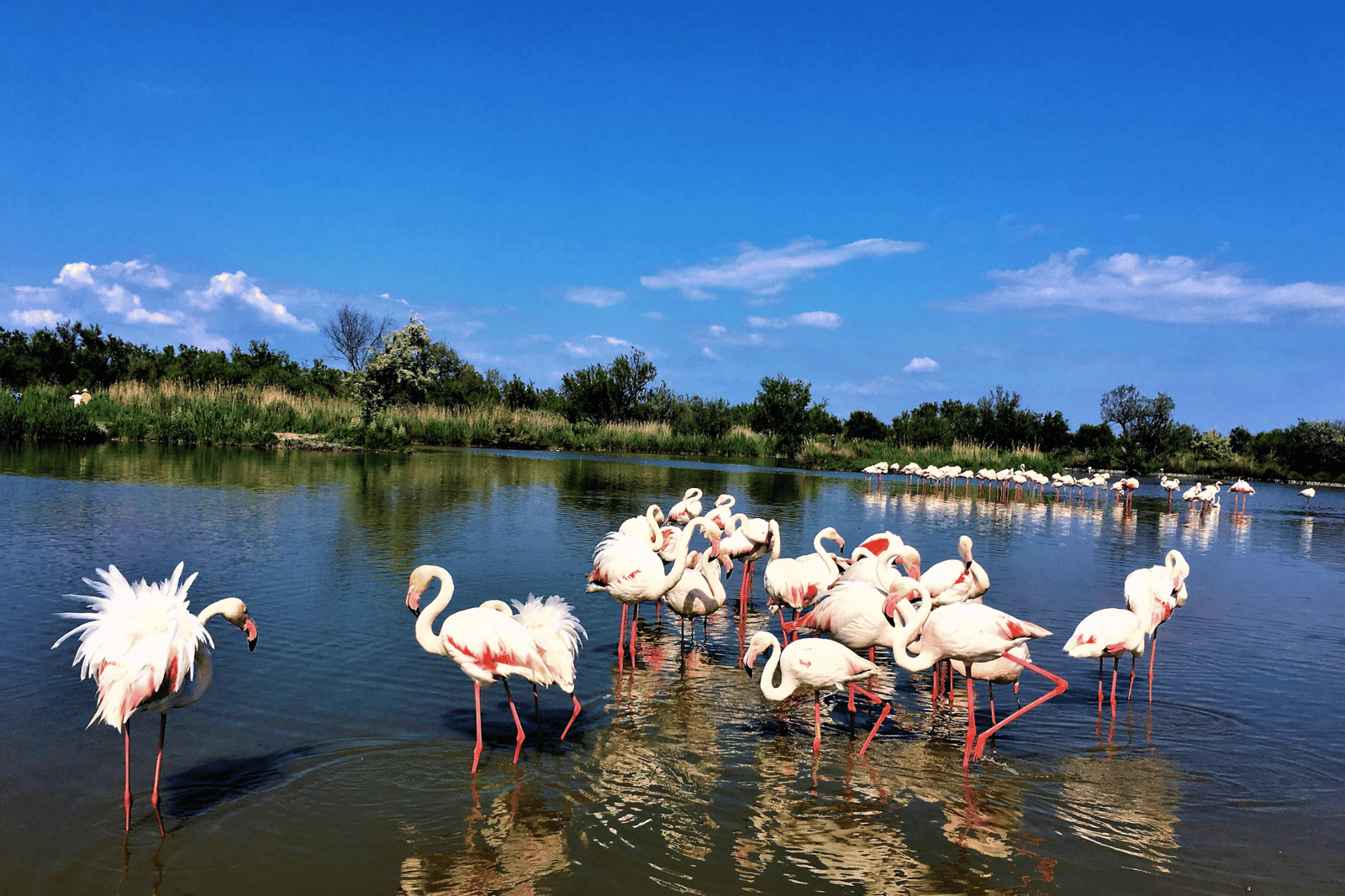 Montpellier ville Immoprestige agence immobilière